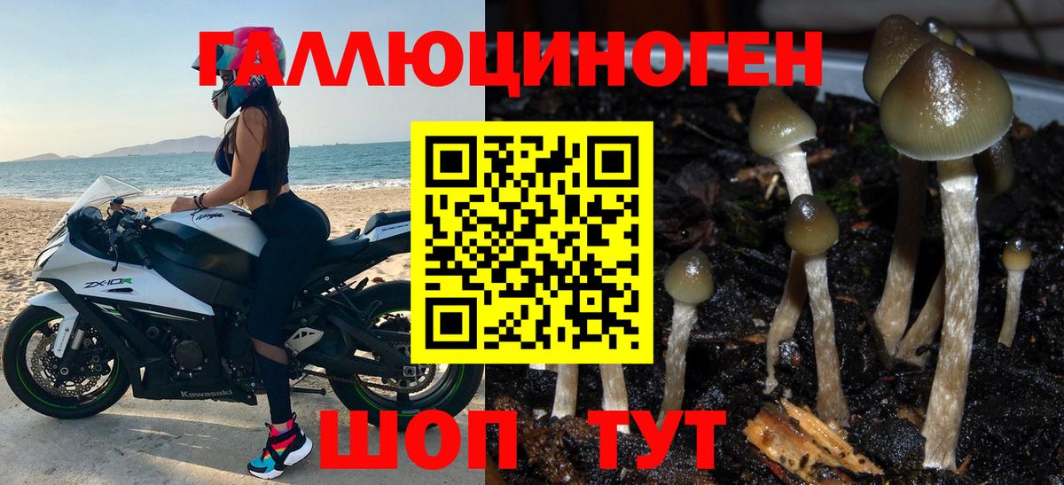 Галлюциногенные грибы Psilocybine cubensis Заречный